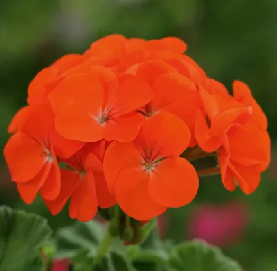 Pelargonium x zonale Orange