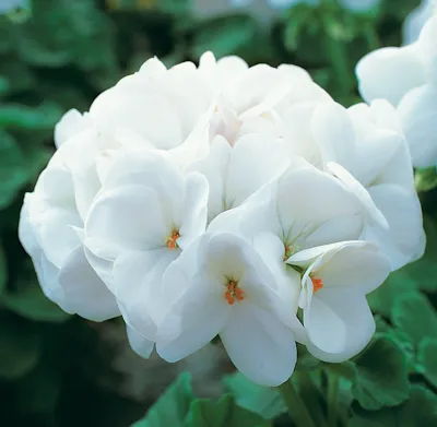 Pelargonium x zonale Pure White