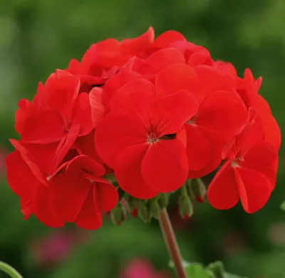 Pelargonium x zonale Horizon F1Red