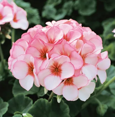 Pelargonium x zonale Horizon F1Star