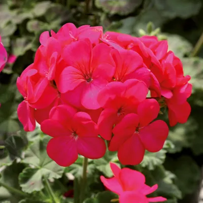 Pelargonium x zonale Horizon F1Violet