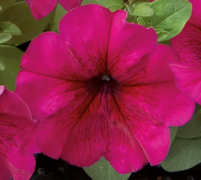 Petunia x grandiflora Finity F1Burgundy