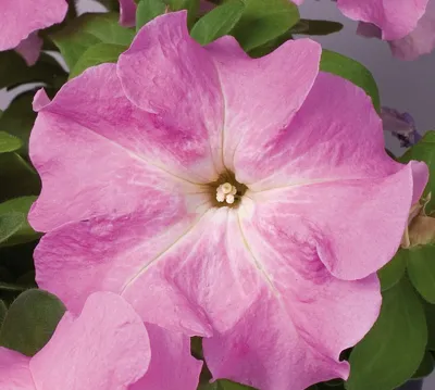 Petunia x grandiflora Finity F1Pink