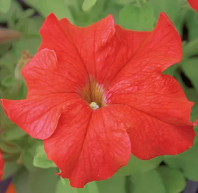 Petunia x grandiflora Finity F1Red