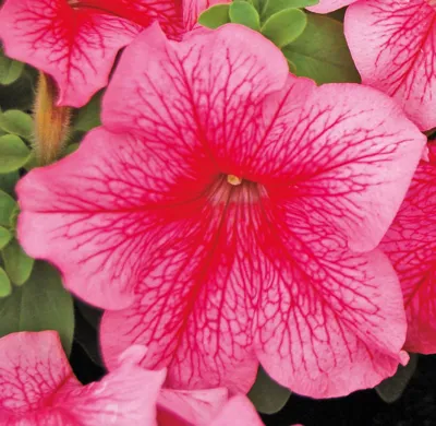 Petunia x grandiflora Finity F1Red Vein