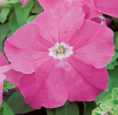 Petunia x grandiflora Finity F1Rose