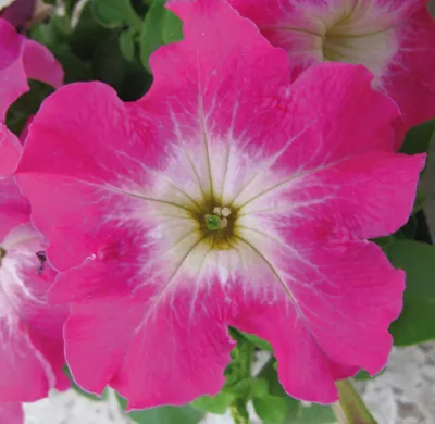 Petunia x grandiflora Finity F1Rose Morn