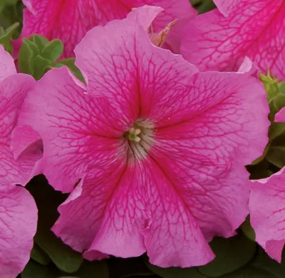 Petunia x grandiflora Finity F1Rose Vein