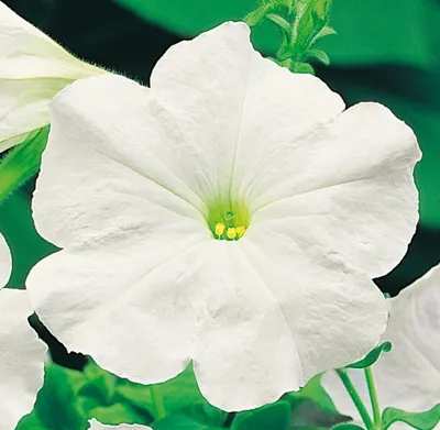 Petunia x grandiflora Finity F1White