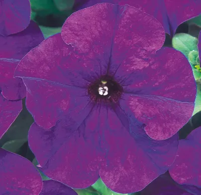 Petunia x grandiflora Musica® F1Blue