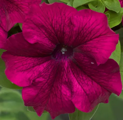 Petunia x grandiflora Musica® F1Burgundy