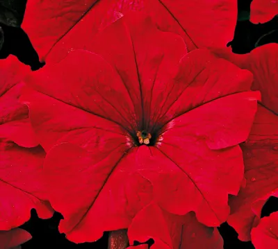 Petunia x grandiflora Musica® F1Red