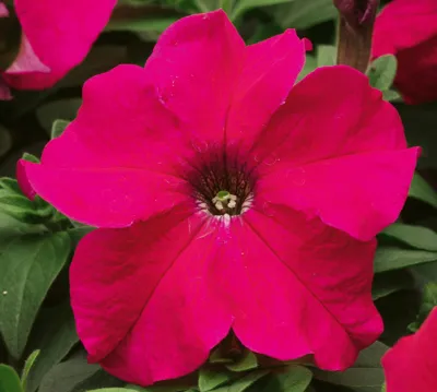 Petunia x grandiflora Musica® F1Rose
