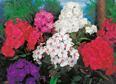 Phlox x paniculata