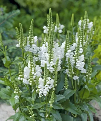 Physostegia virginiana Crystal Peak White