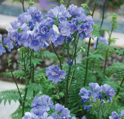 Polemonium viscosum Blue Whirl