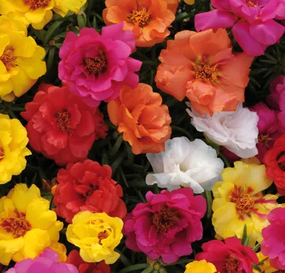Portulaca grandiflora Macarena F1 Mix