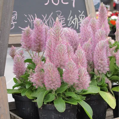 Ptilotus exaltatus Joey