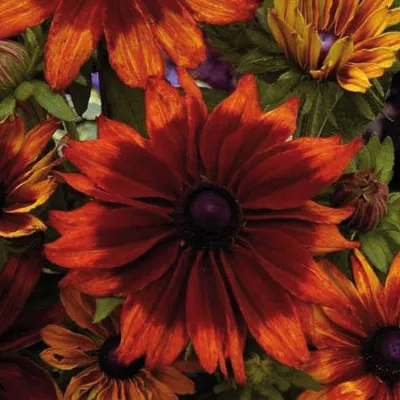 Rudbeckia hirta Cappuccino