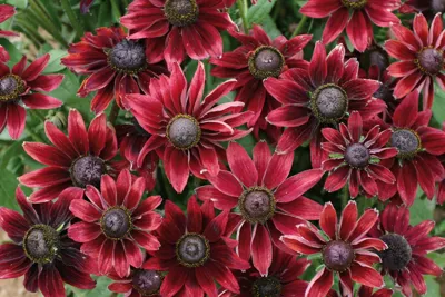 Rudbeckia hirta Cherry Brandy
