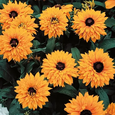 Rudbeckia hirta Goldilocks