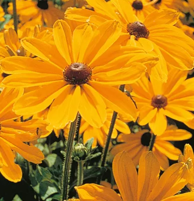 Rudbeckia Hirta Indian Summer ca 100 zaden