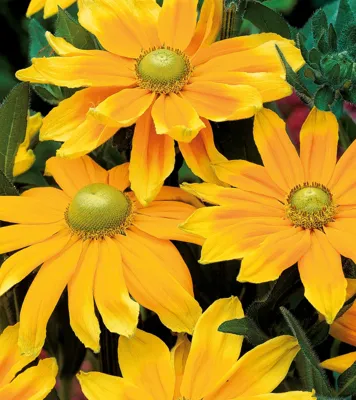 Rudbeckia Hirta Prairie Sun ca 100 zaden