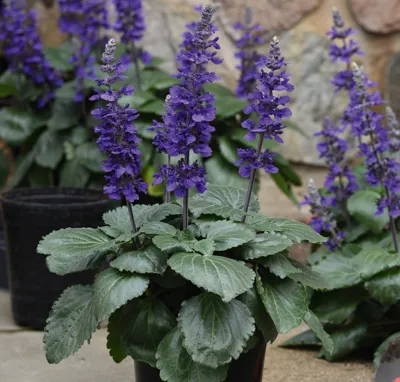 Salvia x hybrida Big Blue
