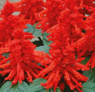 Salvia Splendens Unica® Red
