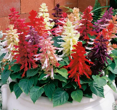 Salvia Splendens Unica® Elite mix