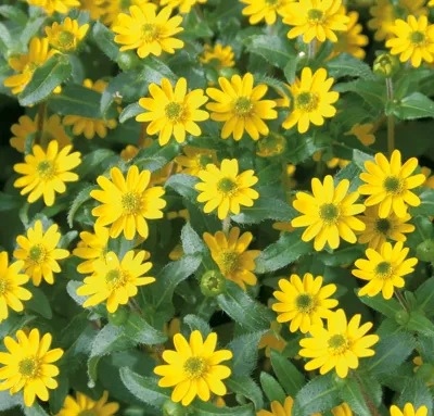 Sanvitalia procumbens Million Suns