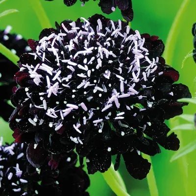 Scabiosa atropurpurea Black Knight
