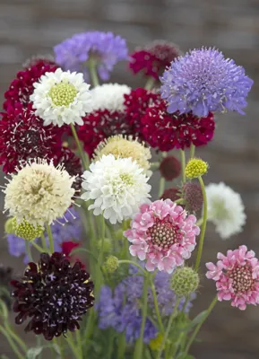 Scabiosa atropurpurea Chirocco Mix