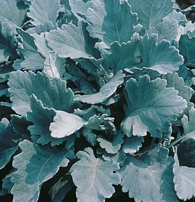 Senecio bicolor Cirrus