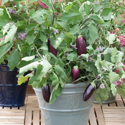 Solanum melongea Diamond	Purple