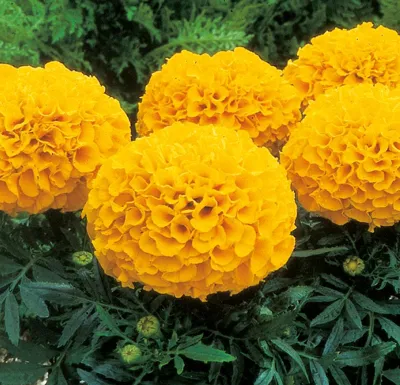 Tagetes x erecta Orange