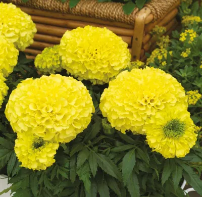 Tagetes – vroege bloei
