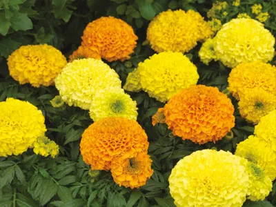 Tagetes x erecta ANTIGUA F1 Mix