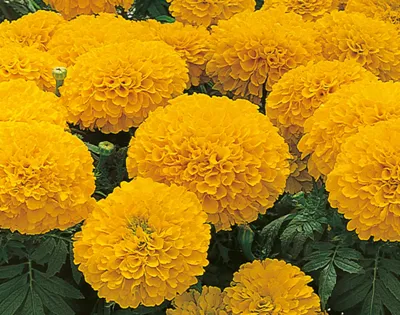 Tagetes x erecta Orange Inca II F1	Gold