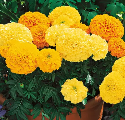 Tagetes x erecta Orange Inca II F1	Mix