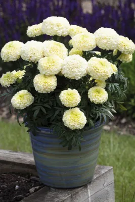 Afrikanen Vanilla F1 Inca II Tagetes Heleda