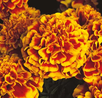 Tagetes x patula JANIE Flame
