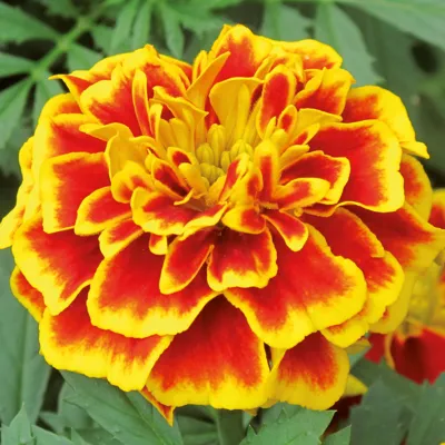 Tagetes x patula TEXANA® Bee