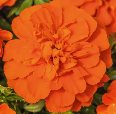 Tagetes x patula TEXANA® Deep Orange
