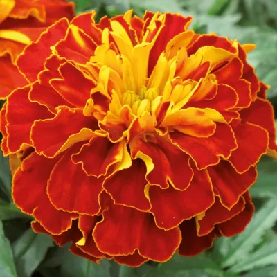 Tagetes x patula TEXANA® Harmony