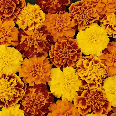 Tagetes x patula TEXANA® Elite Mix