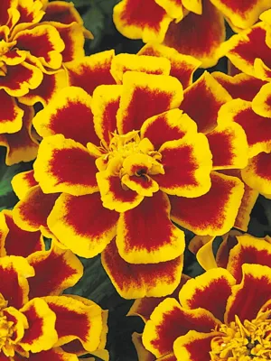 Tagetes x patula SOLENA® Bee