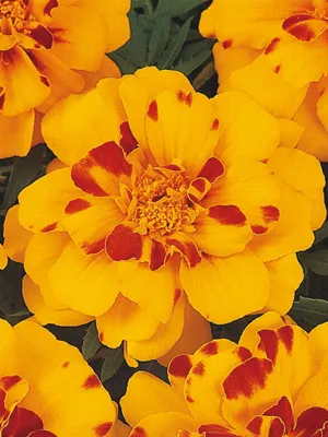 Tagetes x patula SOLENA® Bolero