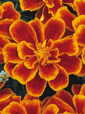 Tagetes x patula SOLENA® Flame