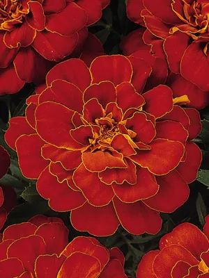 Tagetes x patula SOLENA® Red